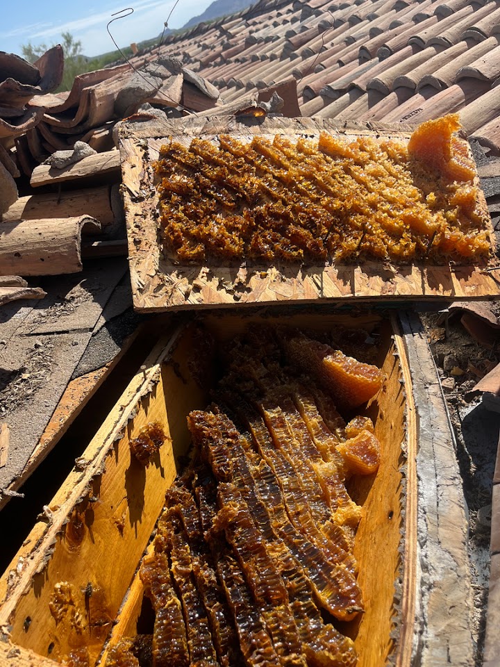 Beebe's Pest Control project